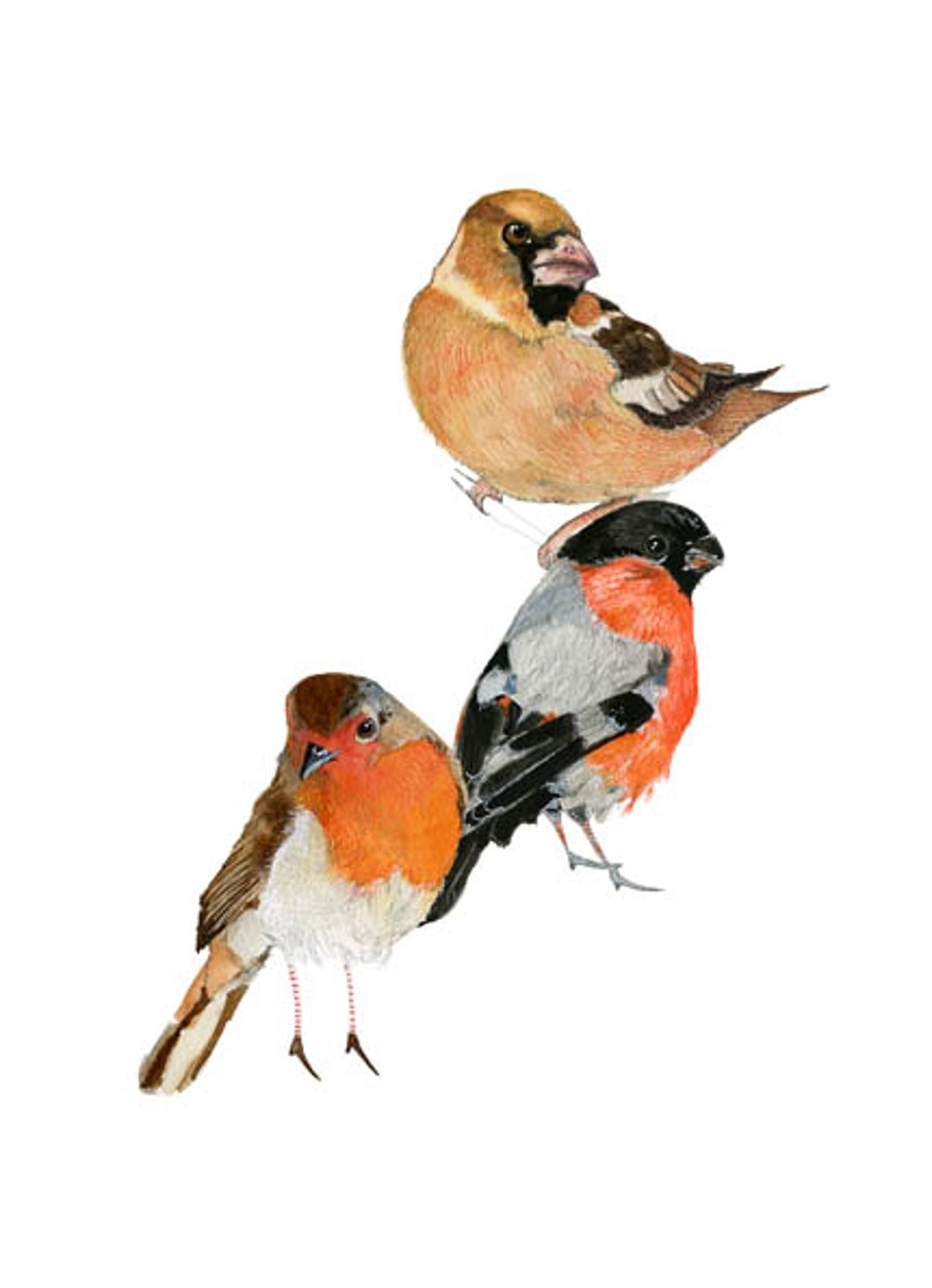 Bird print Robin and two Finches bird group giclee print A4