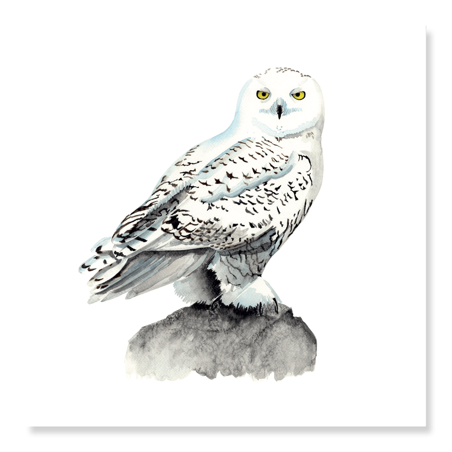 Snowy Owl Greetings Card