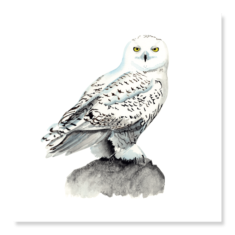 Snowy Owl Greetings Card