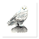 Snowy Owl Greetings Card