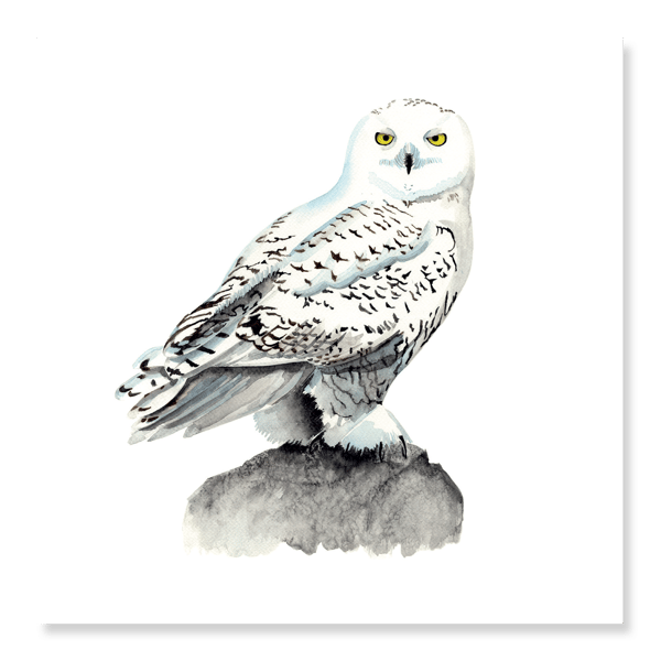 Snowy Owl Greetings Card