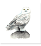Snowy Owl greeting card (blank) - Image 2