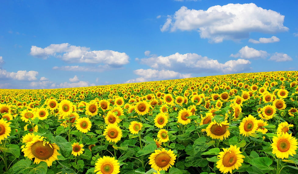 Sunflowers Wonderland