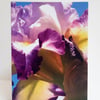 Purple iris - greeting card