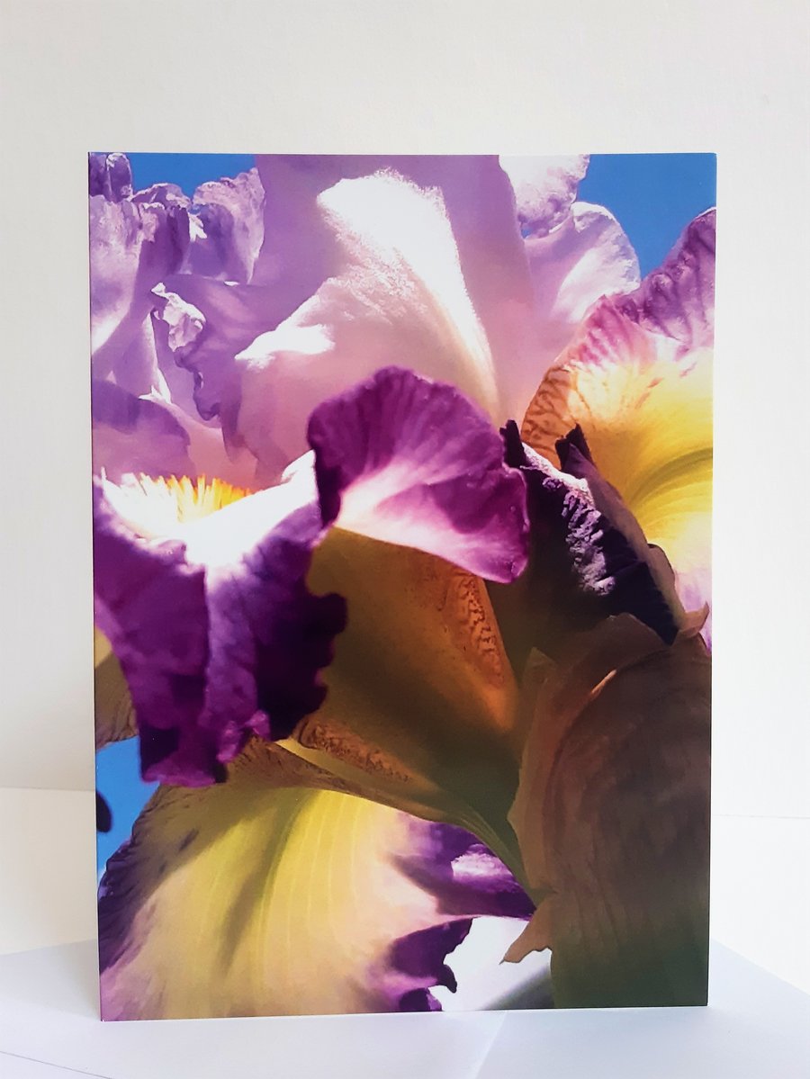 Purple iris - greeting card