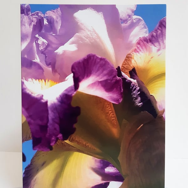 Purple iris - greeting card