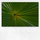Green Thatch palm abstract