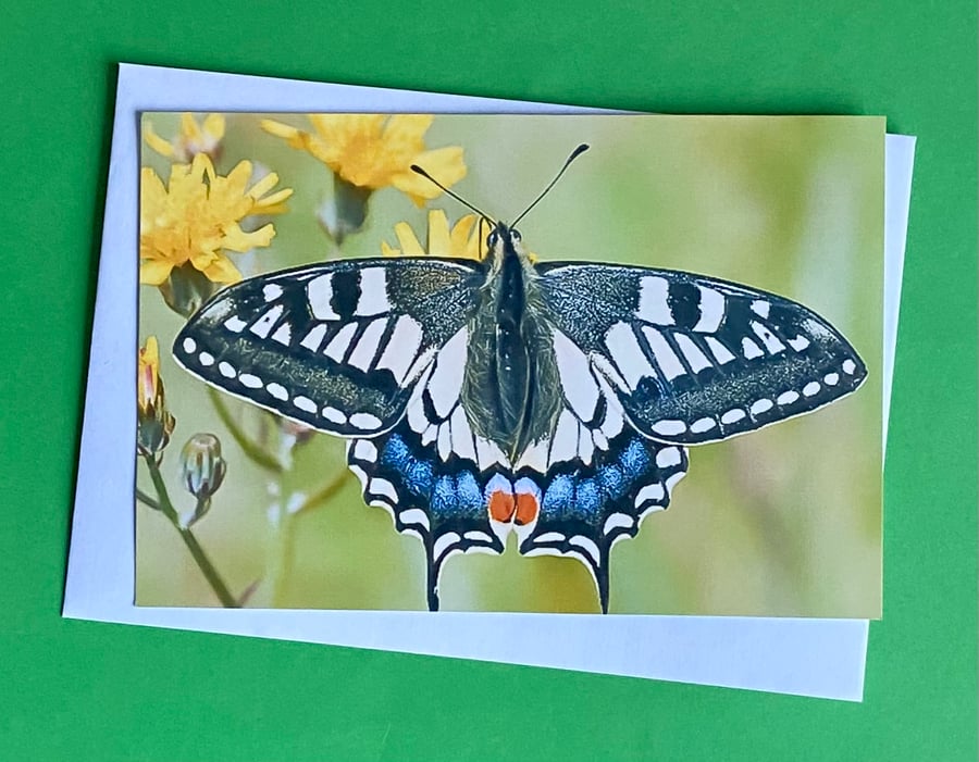 Swallowtail Butterfly on a Leaf - Photographic Print Greetings Card