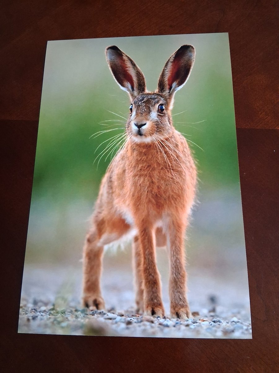 HARE PHOTOGRAPH 