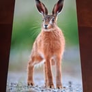 HARE PHOTOGRAPH 