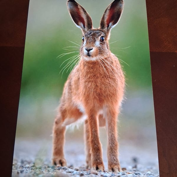 HARE PHOTOGRAPH 