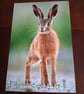 HARE PHOTOGRAPH 
