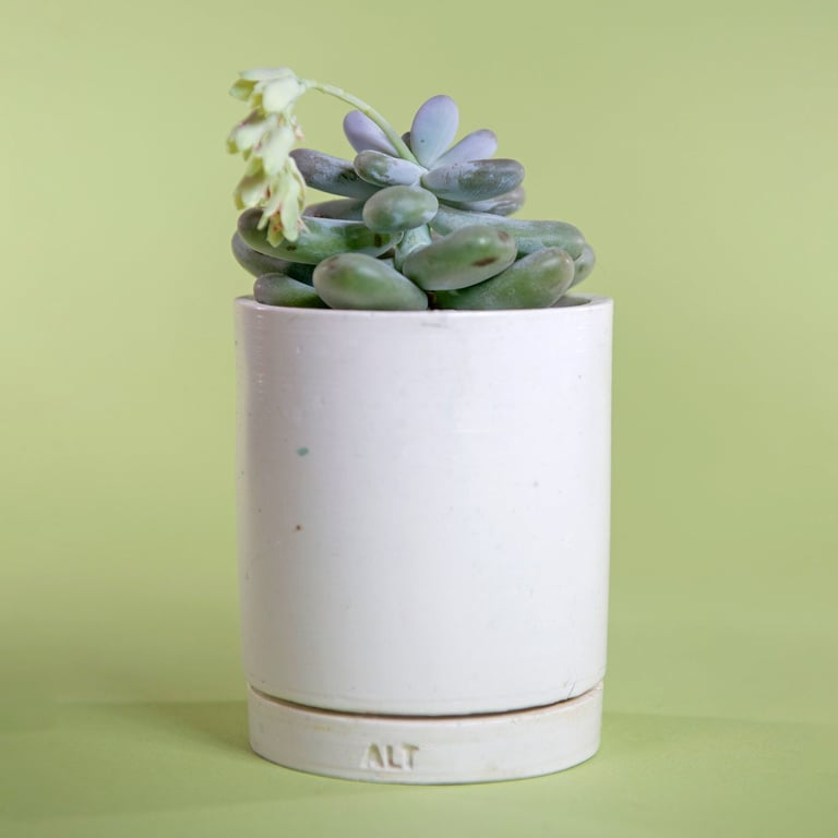 Plant Pot Jesmonite White, Scandi Indoor Planter with Drainage saucer & tray