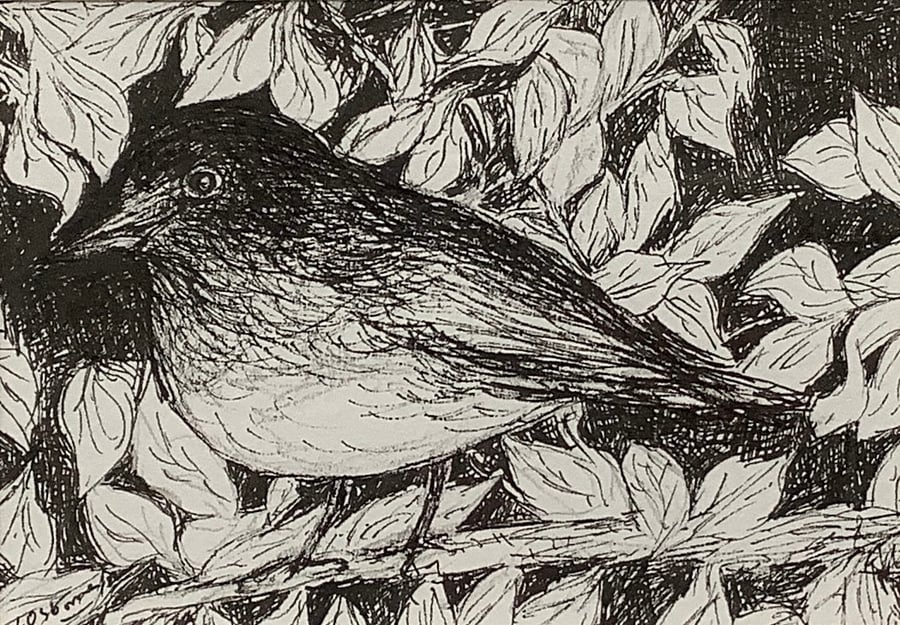 Robin - pen and ink miniature
