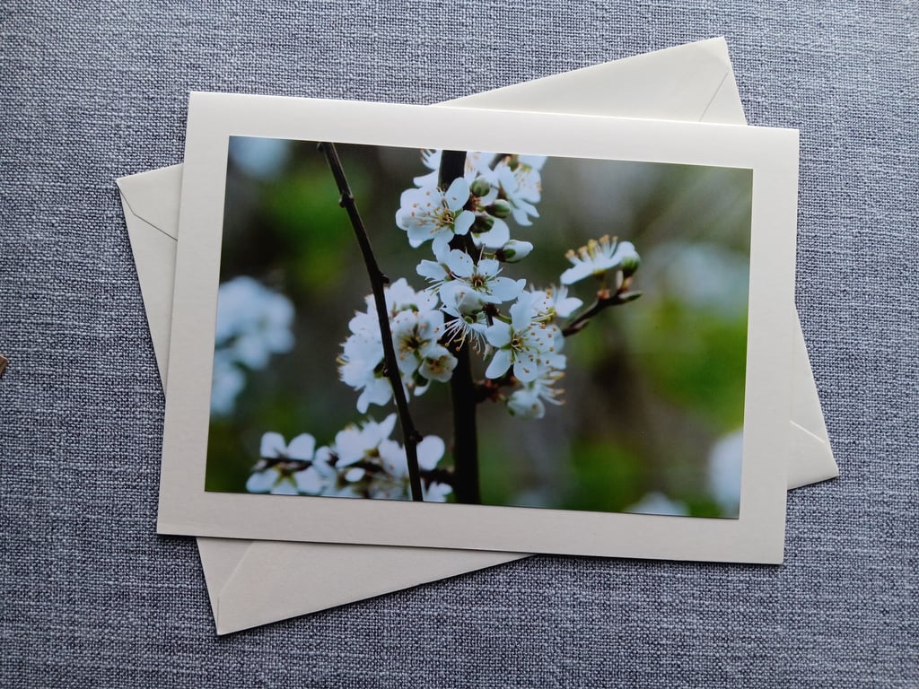Blackthorn Blossom Large Photographic Card Size 7" x 5" Blank