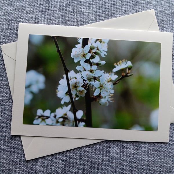 Blackthorn Blossom Large Photographic Card Size 7" x 5" Blank