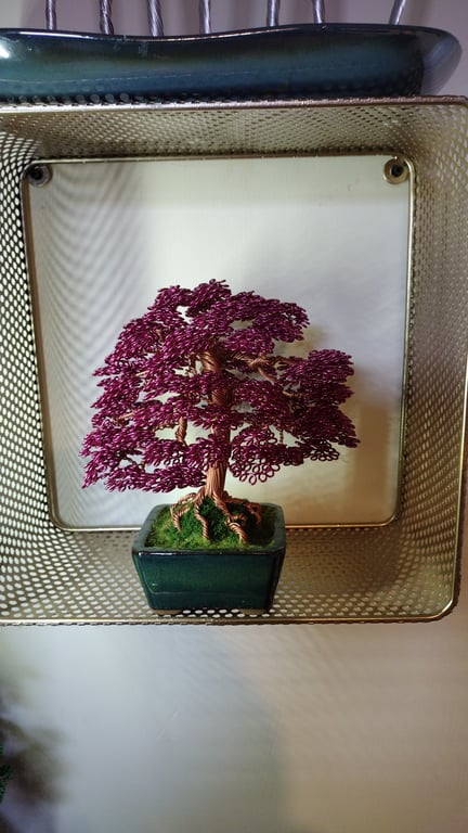 Beautiful deep purple formal upright bonsai style tree 