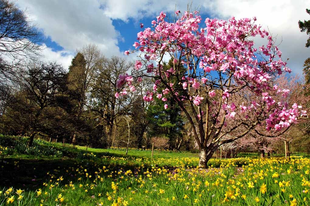 Magnolia Tree Batsford Arboretum Cotswolds UK 18"X12" Print