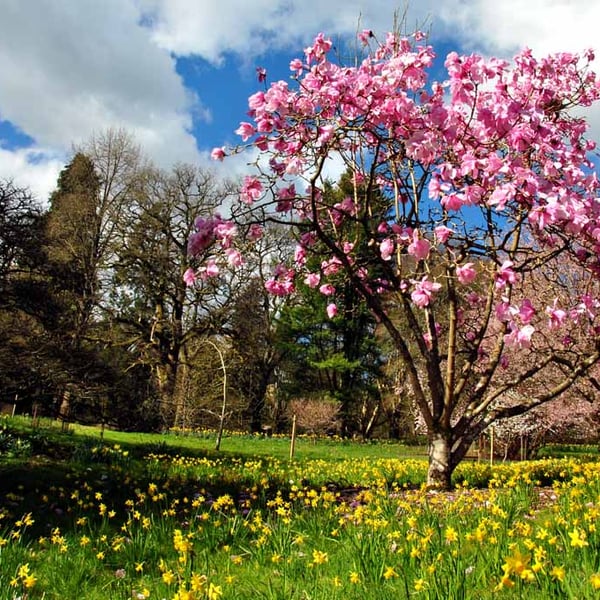 Magnolia Tree Batsford Arboretum Cotswolds UK 18"X12" Print