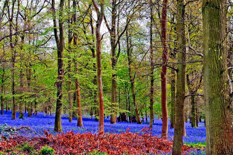 Bluebell Woods Greys Court Oxfordshire UK Photograph Print