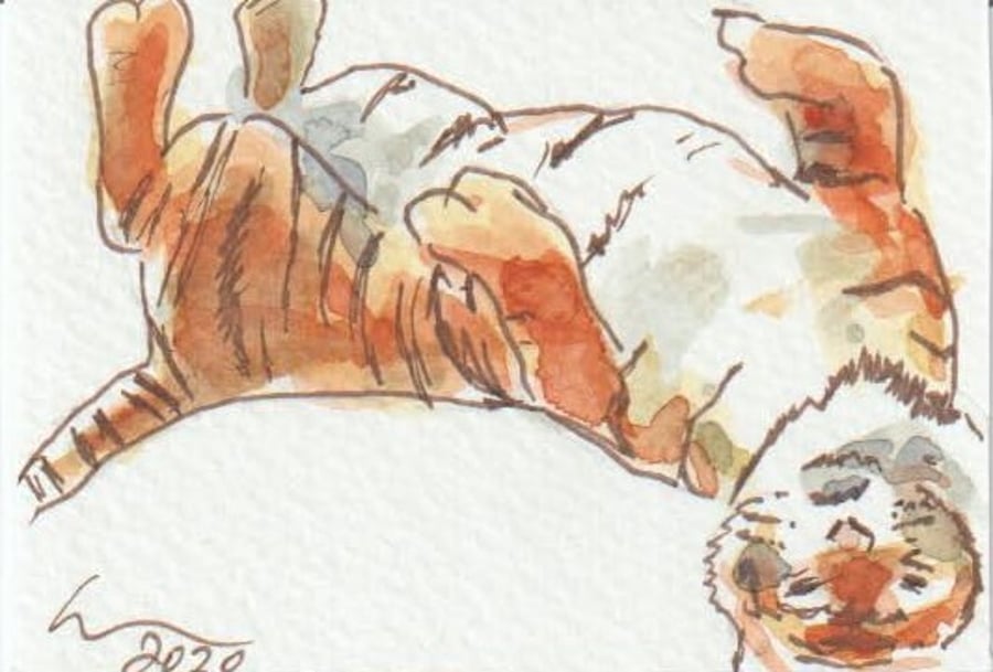 ACEO Art Tiger Roll Original Watercolour & Ink Painting OOAK