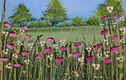 ORIGINAL ACRYLIC PAINTINGS