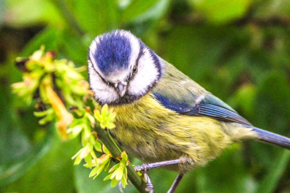 Nature Photographic Greetings Card - No.2  Blue Tit