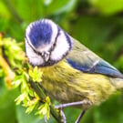 Photographic Greetings Card of a Blue Tit on Shrub.