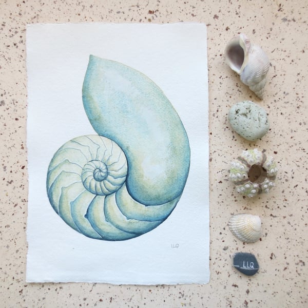 Green chambered nautilus original watercolour painting shell art collection