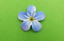 Forget-Me-Nots 