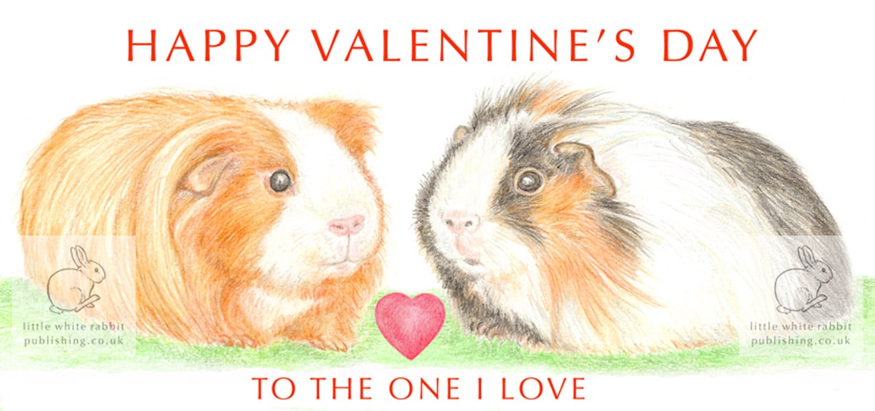 Long-haired Guinea Pigs Nose to Nose -  Valentine Card
