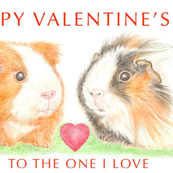 Long-haired Guinea Pigs Nose to Nose -  Valentine Card