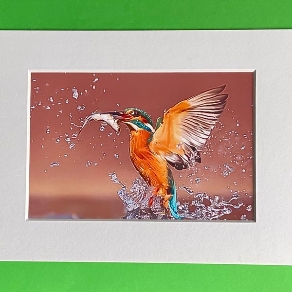 Kingfisher Catching his Dinner - Photograph with White Mount and Backing Board