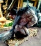 Large needlefelt fantasy werewolf sculpture  - Image 4