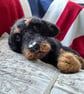 Rottweiler 