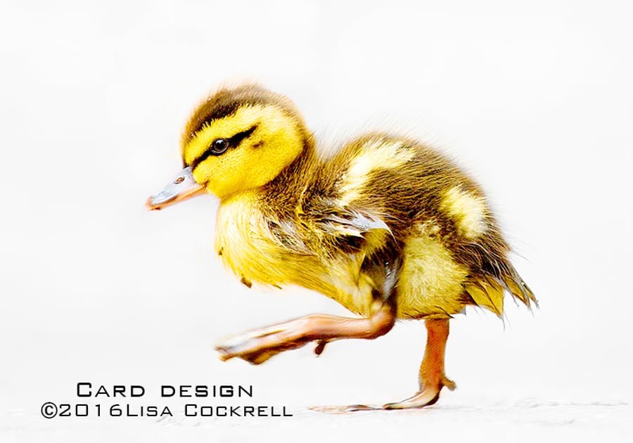 Exclusive Cute Duckling Greetings Card