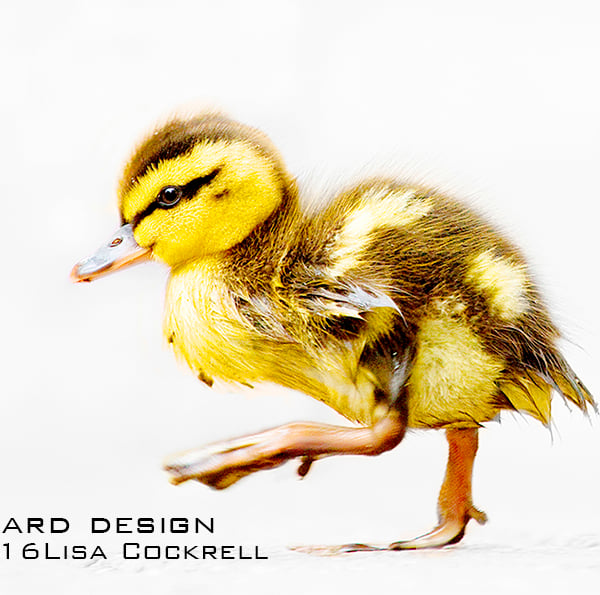 Exclusive Cute Duckling Greetings Card