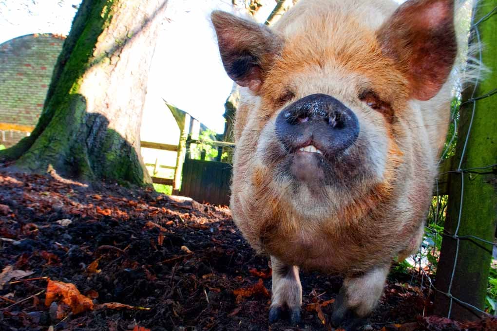 New Zealand Kunekune Pig Photograph Print
