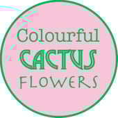 Colourful Cactus Flowers