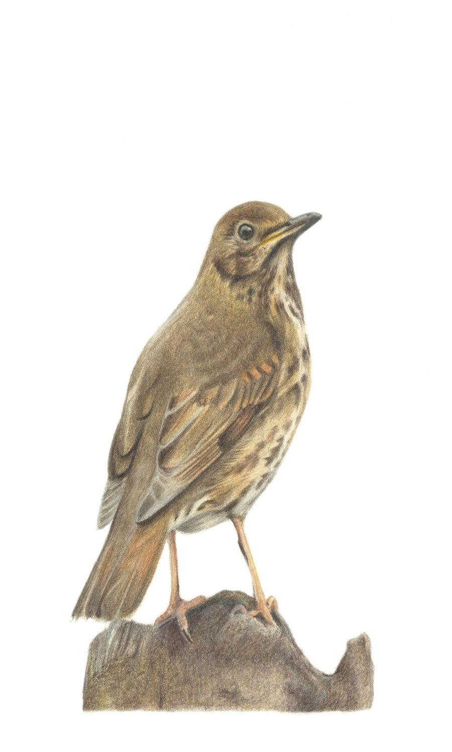 A5 Song Thrush print