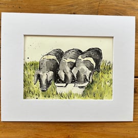 Original watercolour 3 little saddleback pigs 