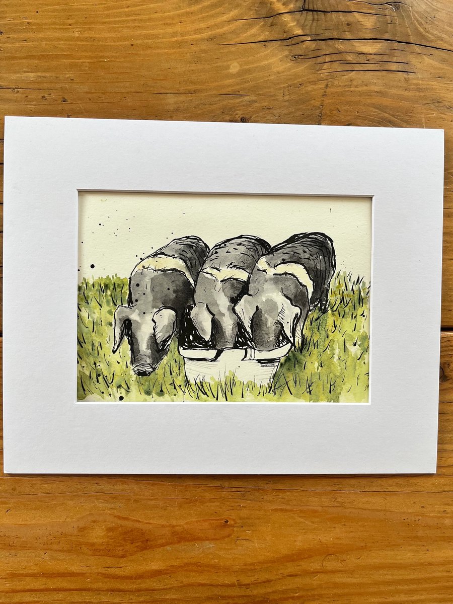 Original watercolour 3 little saddleback pigs 