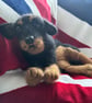 Rottweiler  - Image 4
