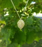 Hazel Leaf Necklace small - Image 5