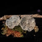 Bloom - Fine Silver Earrings