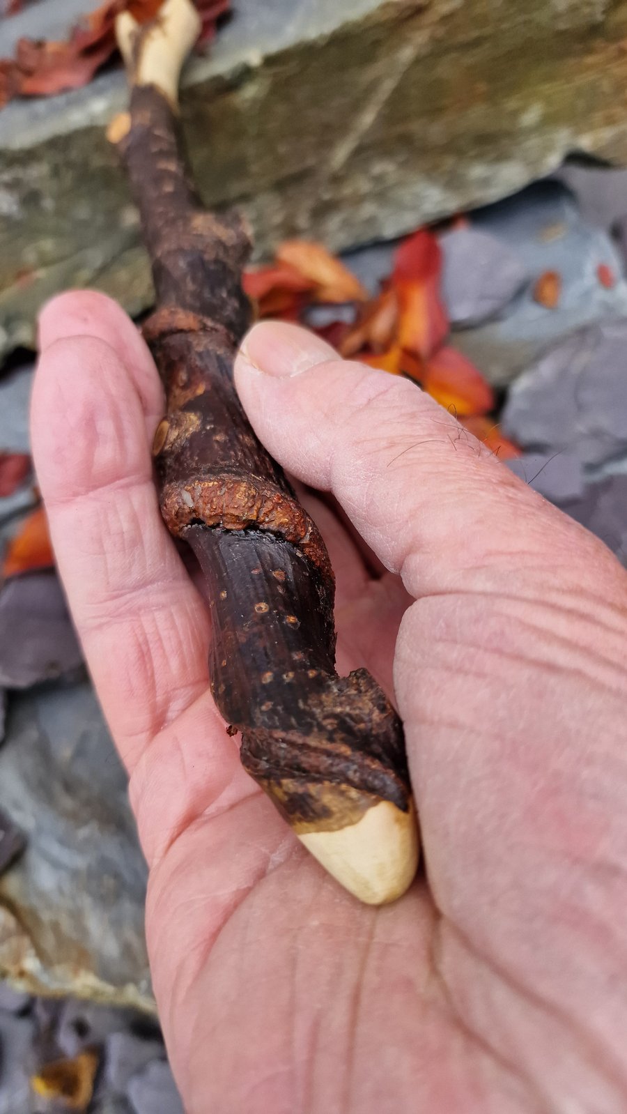 Twisted Hazel Wand Folksy