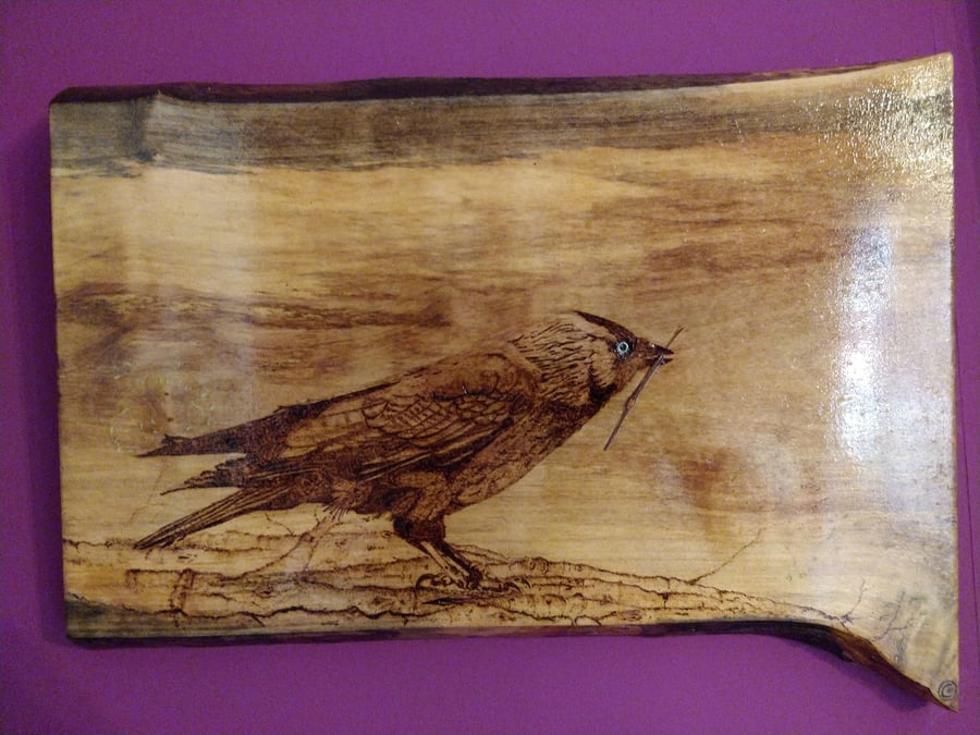 Jackdaw on spalted sycamore