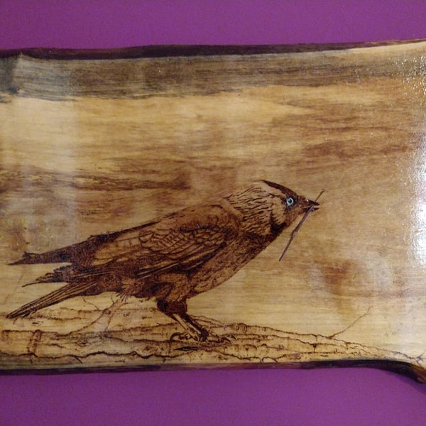 Jackdaw on spalted sycamore