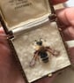 58b - Andrena congruens or Female Long-fringed Mining Bee - FIFTY BEES - Image 9