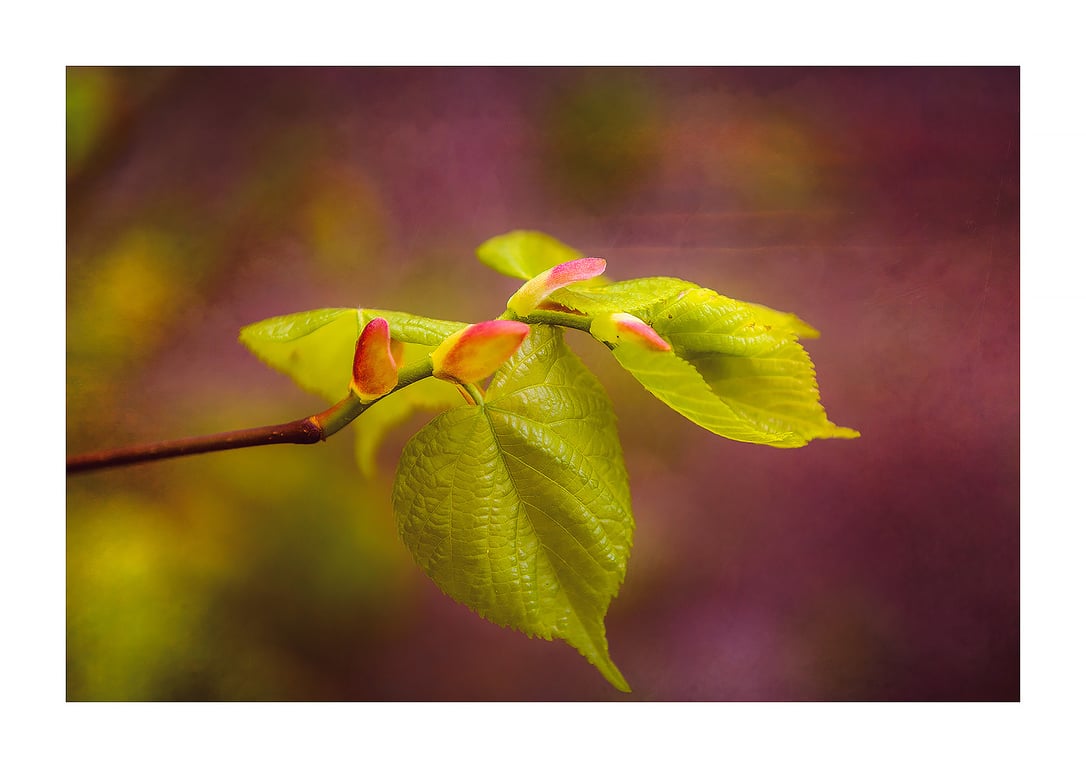 Spring Leaves Awakening Fine Art Nature Print A4 and A3